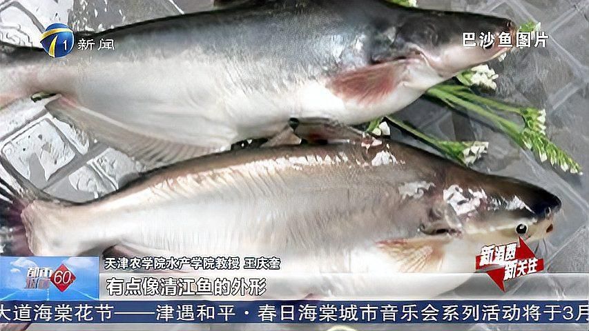 龍利魚是巴沙魚嗎