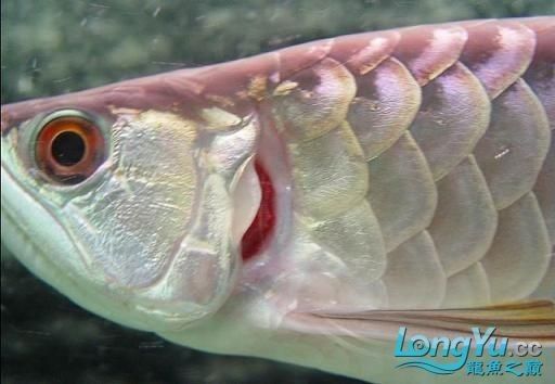 龍魚鰓蓋破損會(huì)影響呼吸嗎？