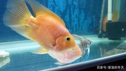 七彩龍魚多少錢一條最大有多大：七彩龍魚多少錢一條
