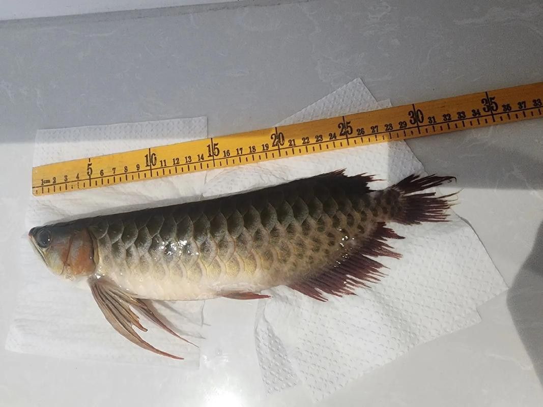 合肥龍魚交流群微信二維碼在哪里