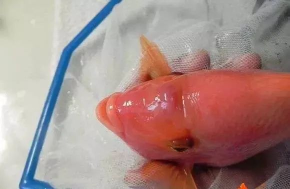 合肥龍魚交流群微信二維碼在哪里