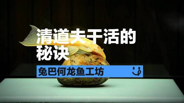 合肥龍魚交流群微信二維碼在哪里