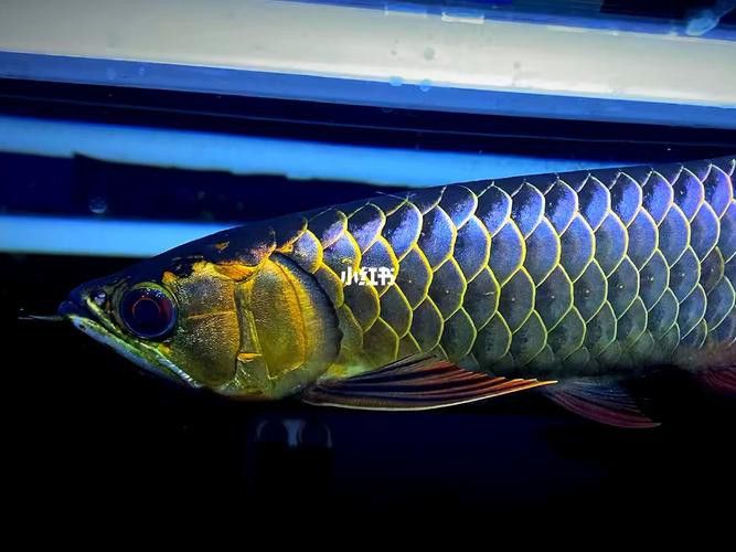 翡翠金龍魚圖片