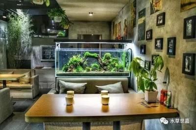 龍魚水草缸：龍魚水草缸如何搭建和養護