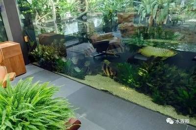 龍魚水草缸：龍魚水草缸如何搭建和養護
