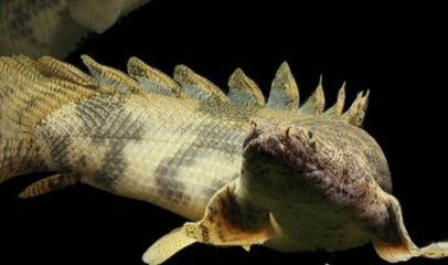 恐龍魚介紹（恐龍魚是一類生活在史前時(shí)代的海洋生物）