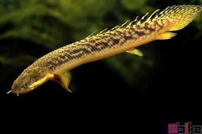 恐龍魚介紹（恐龍魚是一類生活在史前時(shí)代的海洋生物）