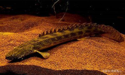 恐龍魚介紹（恐龍魚是一類生活在史前時(shí)代的海洋生物）