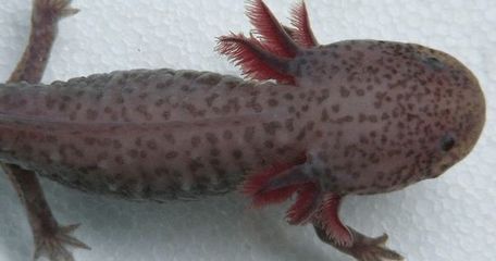 六角恐龍魚的特征（六角恐龍魚的飼養技巧）