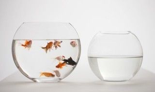 和龍魚一起混養的魚有哪些（幾種適合與龍魚混養的魚類）