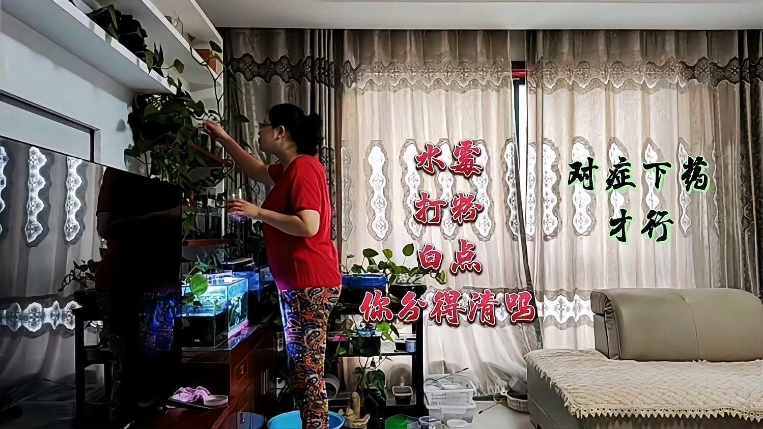 如何判斷銀龍魚是否得了白絮病？