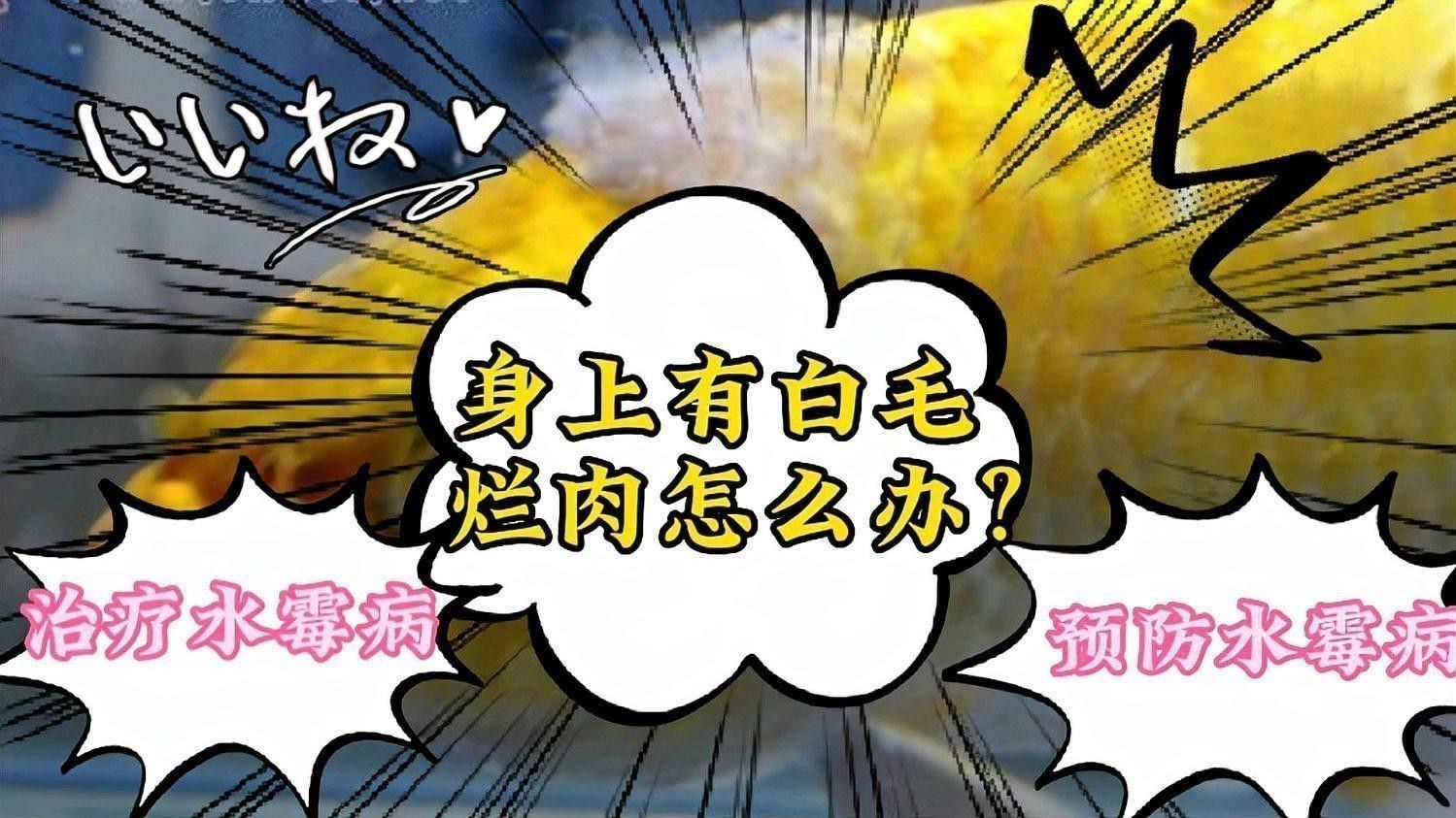 如何判斷銀龍魚是否得了白絮病？