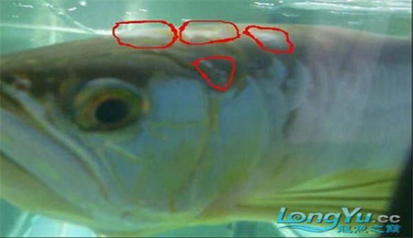 如何判斷銀龍魚是否得了白絮病？