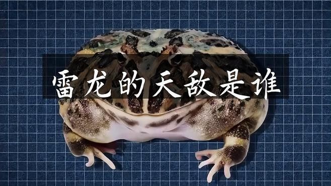 雷龍有哪些天敵？
