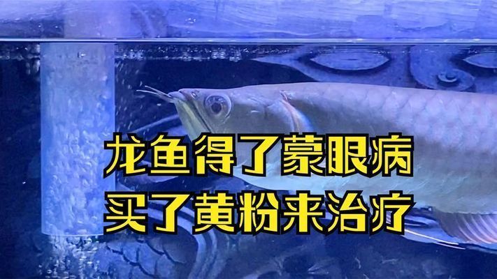 銀龍魚蒙眼用黃粉管用嗎：銀龍魚蒙眼病使用黃粉治療銀龍魚蒙眼病的方法是什么