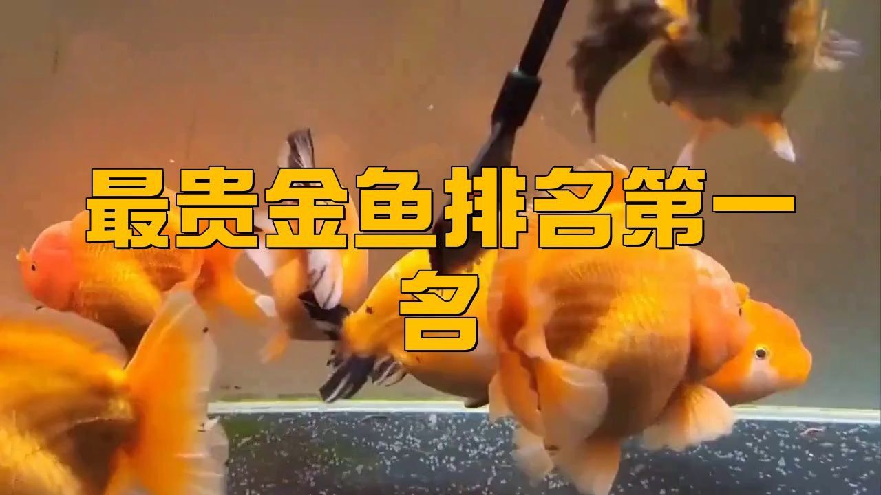名貴金魚品種