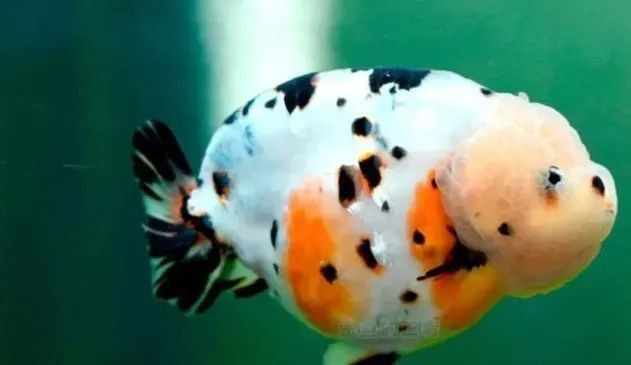 名貴金魚品種