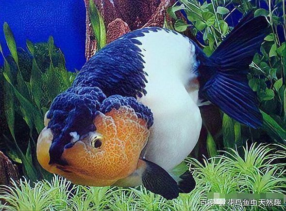 名貴金魚品種