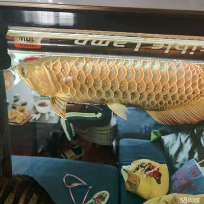 一條金龍魚六條虎魚好不好（金龍魚與虎魚混養的風水原則）