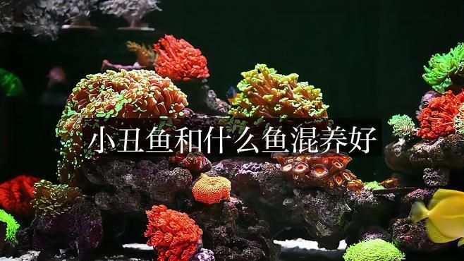 可以和小丑魚一起養(yǎng)的魚