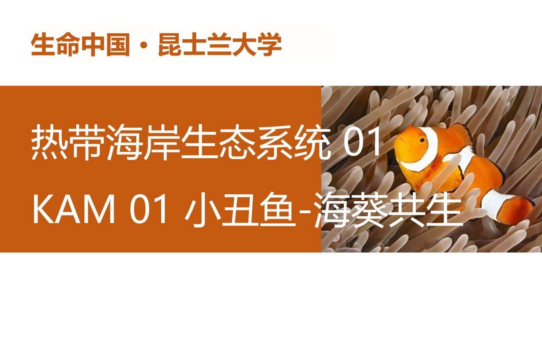 可以和小丑魚一起養的魚