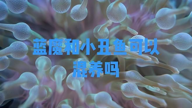 可以和小丑魚一起養的魚
