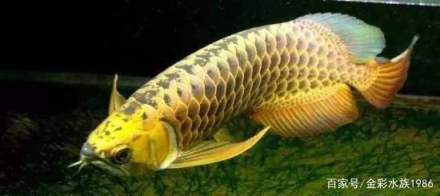 龍魚的繁殖方法有哪些：龍魚的繁殖方法