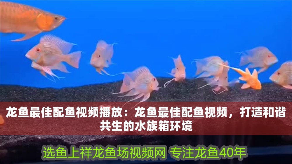 龍魚最佳配魚視頻播放：龍魚最佳配魚視頻，打造和諧共生的水族箱環境 龍魚最佳配魚視頻播放：龍魚最佳配魚視頻，打造和諧共生的水族箱環境 龍魚百科 第1張