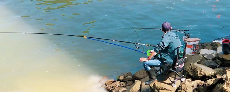 龍魚最佳配魚視頻播放：龍魚最佳配魚視頻，打造和諧共生的水族箱環境 龍魚最佳配魚視頻播放：龍魚最佳配魚視頻，打造和諧共生的水族箱環境 龍魚百科 第2張