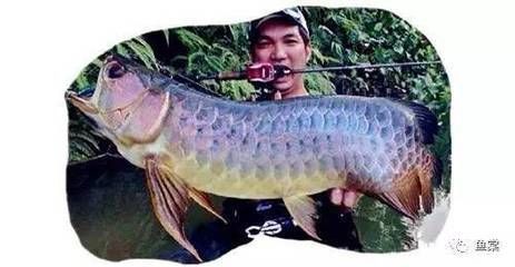 龍魚的霸氣說說搞笑版：龍魚的“時尚”品味，龍魚的霸氣說說搞笑版