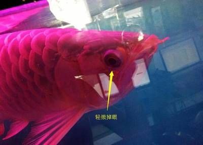 龍魚的霸氣說說搞笑版：龍魚的“時尚”品味，龍魚的霸氣說說搞笑版