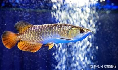 給金龍魚換水需不需要加什么，給金龍魚換水時加入鹽和水質穩定劑，金龍魚換水頻率指南