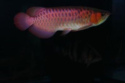 血艷紅龍魚：一條2公斤的特種血紅龍魚被拍賣到了400萬