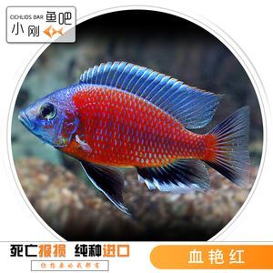 血艷紅龍魚：一條2公斤的特種血紅龍魚被拍賣到了400萬