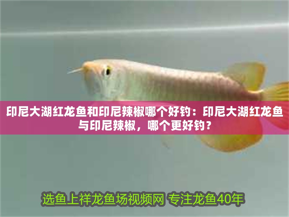 印尼大湖紅龍魚和印尼辣椒哪個好釣：印尼大湖紅龍魚與印尼辣椒，哪個更好釣？