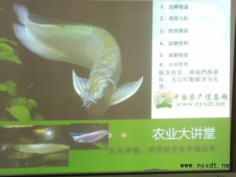 銀龍魚苗適宜pH值范圍：銀龍魚苗最佳飼養水溫