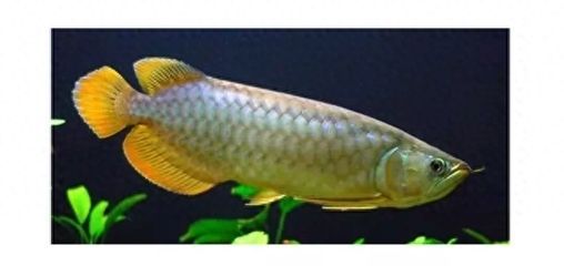 龍魚的學名