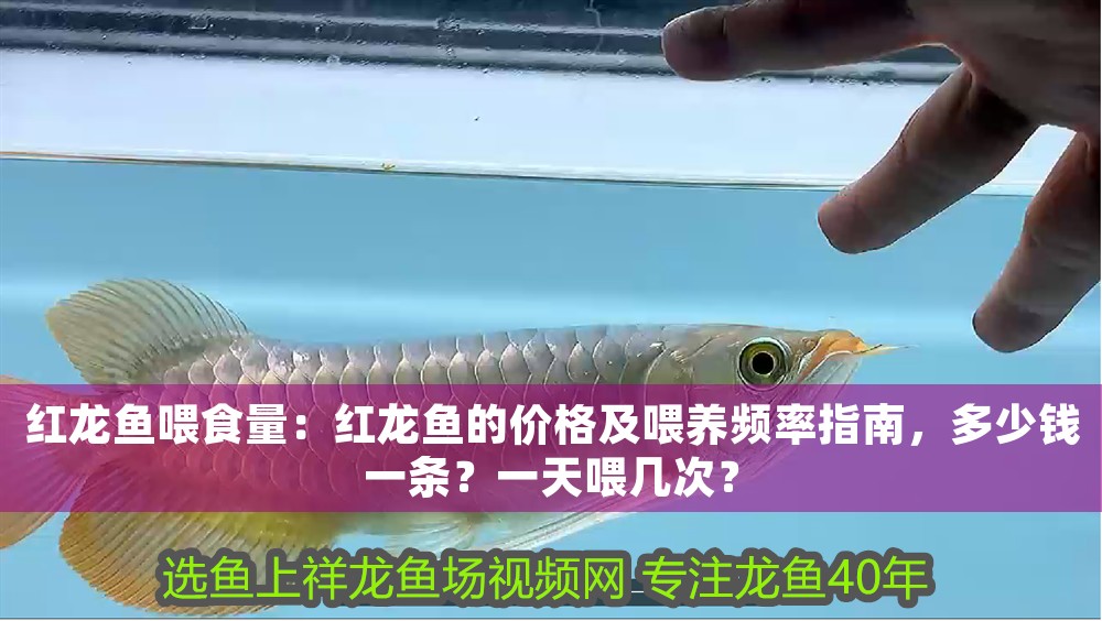 紅龍魚喂食量：紅龍魚的價格及喂養頻率指南，多少錢一條？一天喂幾次？
