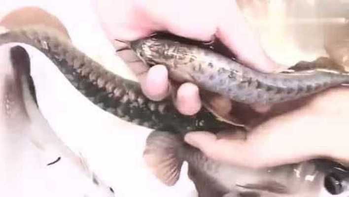 金龍魚怎么區分過背和高背的，過背金龍魚和高背金龍魚的區別
