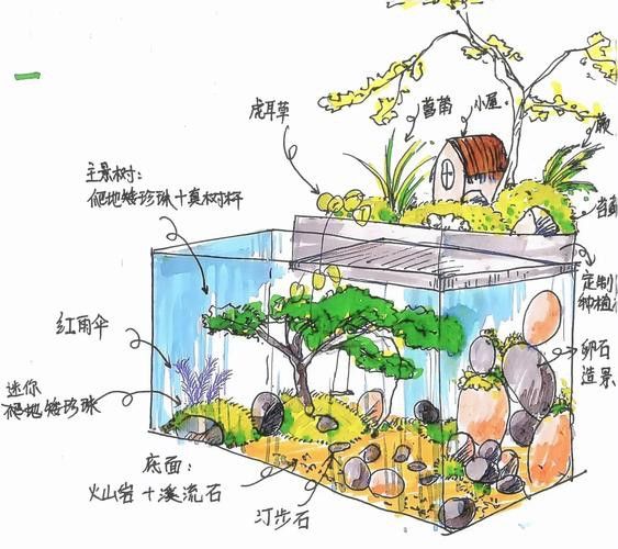 過背金龍魚缸植物需要施肥嗎？