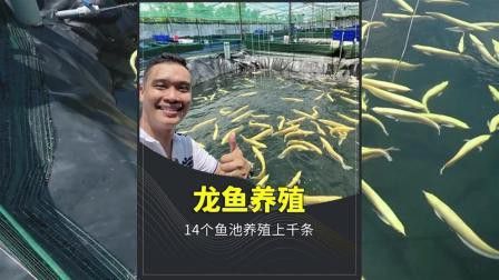 過背金龍魚缸植物需要施肥嗎？