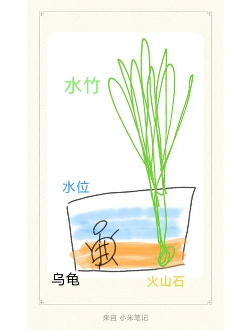 過背金龍魚缸植物需要施肥嗎？