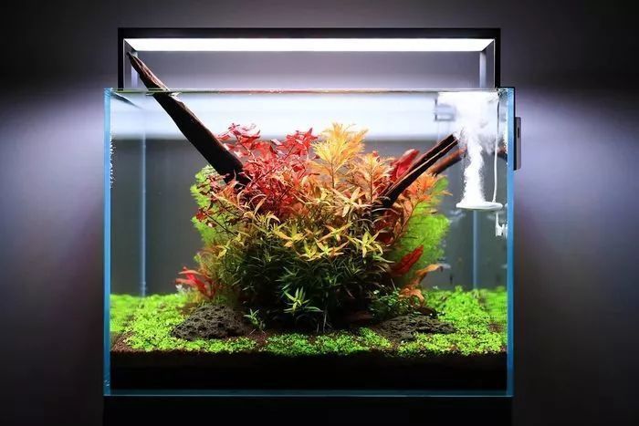 過背金龍魚缸植物需要施肥嗎？