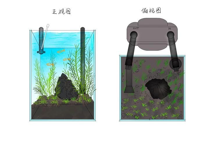 過背金龍魚缸植物需要施肥嗎？