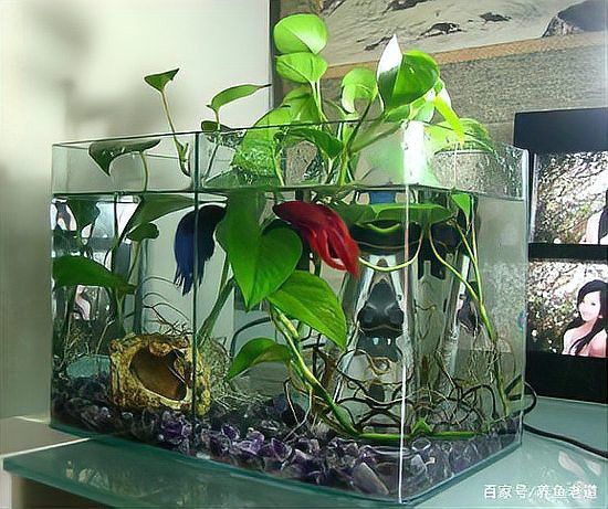 過背金龍魚缸植物需要施肥嗎？