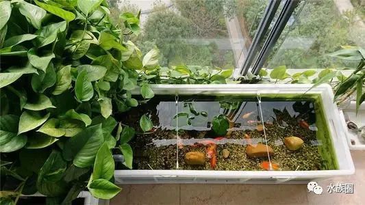 過背金龍魚缸植物需要施肥嗎？