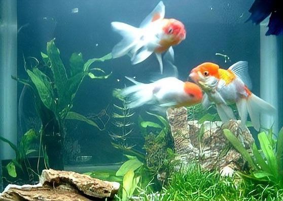 過背金龍魚缸植物需要施肥嗎？
