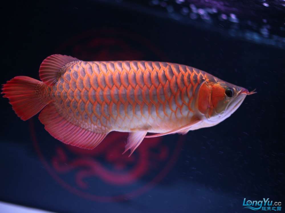 古典龍魚是金龍還是紅龍的（古典龍魚和傳統龍魚是什么區別？）