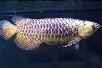金龍魚等級區分的方法：金龍魚如何區分等級，