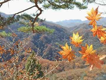 龍魚漁場排名前十是什么魚種:揭秘紅龍魚是多個漁場的主要魚種 龍魚百科 第3張 龍魚漁場排名前十是什么魚種:揭秘紅龍魚是多個漁場的主要魚種 龍魚漁場排名前十是什么魚種:揭秘紅龍魚是多個漁場的主要魚種 龍魚百科 第3張